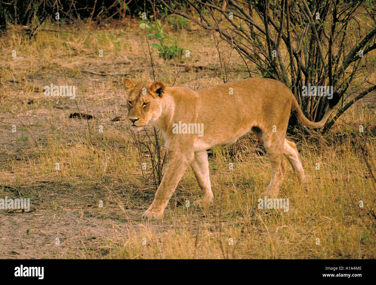 Au sud-ouest de l'Afrique ou le Katanga lionne, Panthera leo bleyenberghi, Chobe, Botswana, Africa Banque D'Images