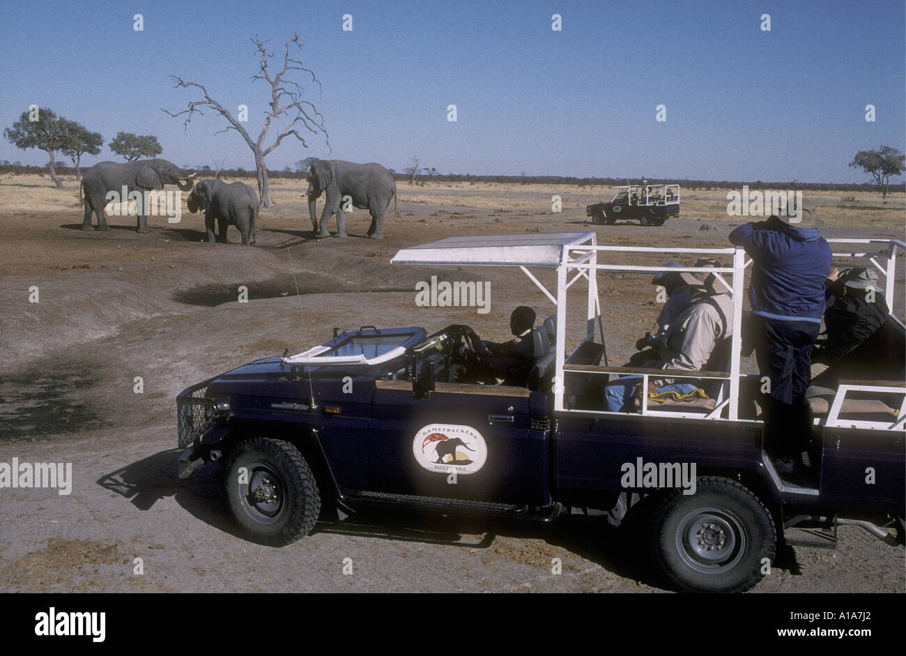 Photographier les clients et l'affichage d'un LANDROVER éléphants près de Savuti Camp des éléphants du Sud Afrique du Sud Botswana Banque D'Images