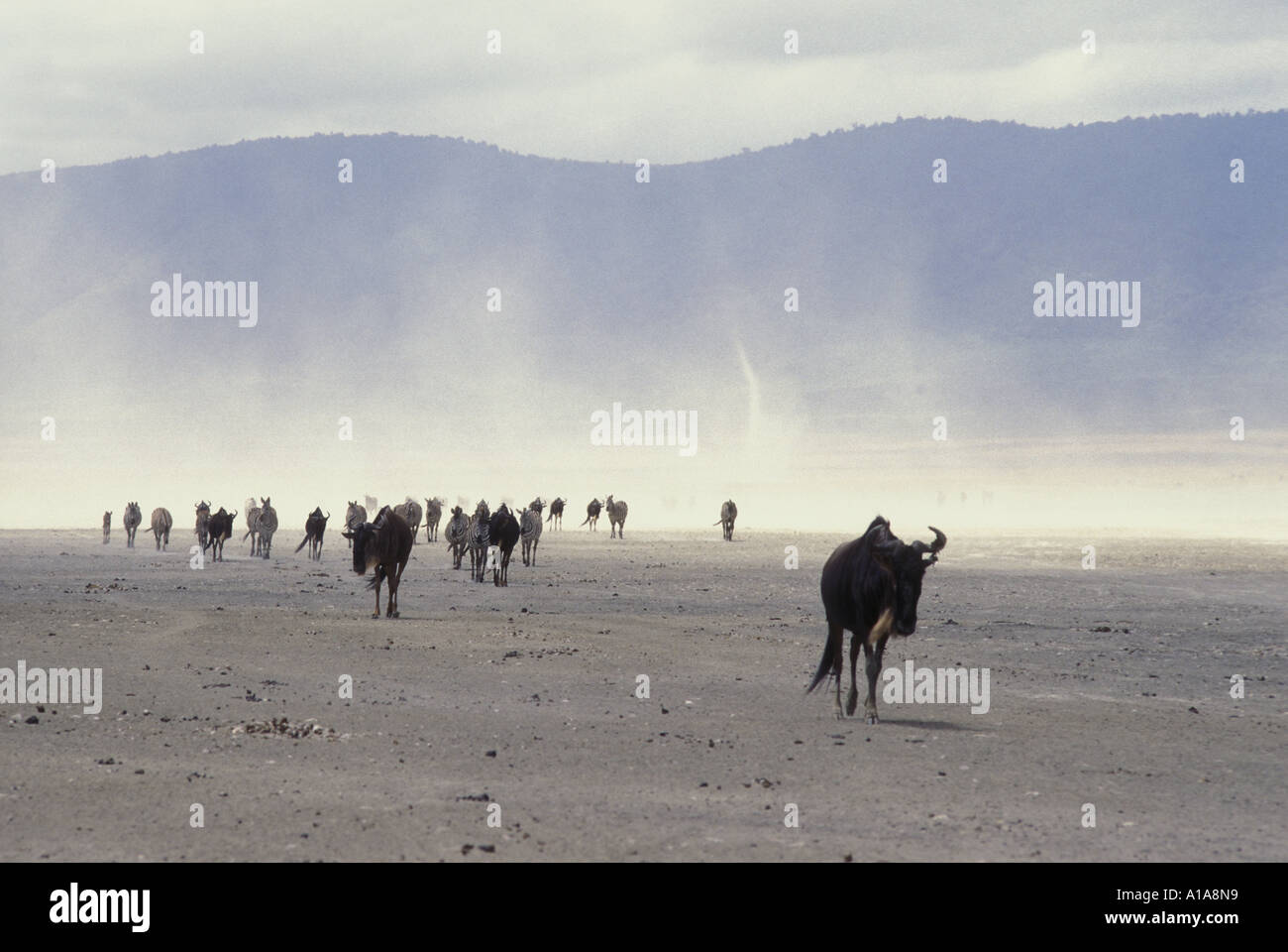 Longue ligne de gnous et zèbres soulevant la poussière commune comme ils l'eau marcher vers le cratère du Ngorongoro Tanzanie Afrique de l'Est Banque D'Images
