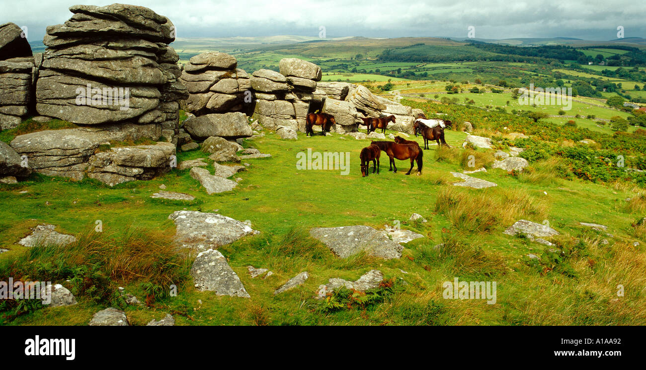 Poneys Dartmoor Devon UK Banque D'Images