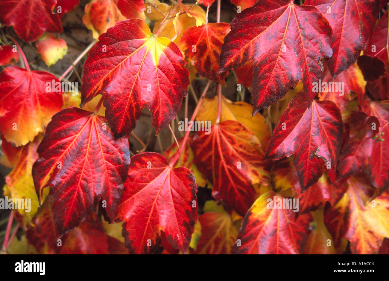 Boston ivy au Balliol College à Oxford Banque D'Images