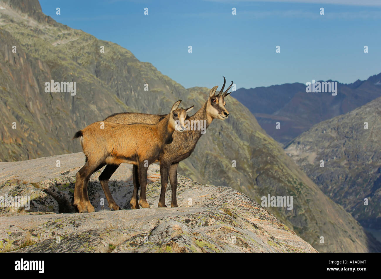 Les jeunes et adultes à chamois (Rupicapra rupicapra) debout sur un rebord, Grimsel, Berne, Suisse Banque D'Images