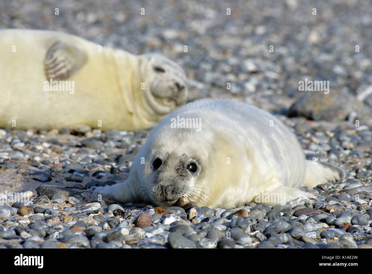 Deux bébés phoques gris sur la plage (Halichoerus grypus) Banque D'Images