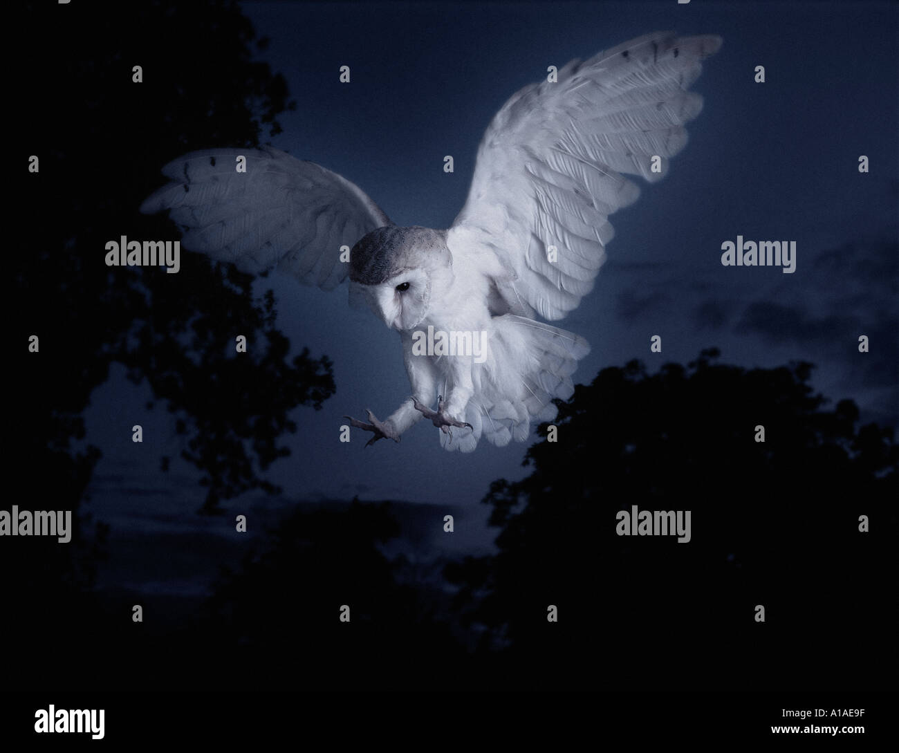 Effraie des clochers Banque D'Images