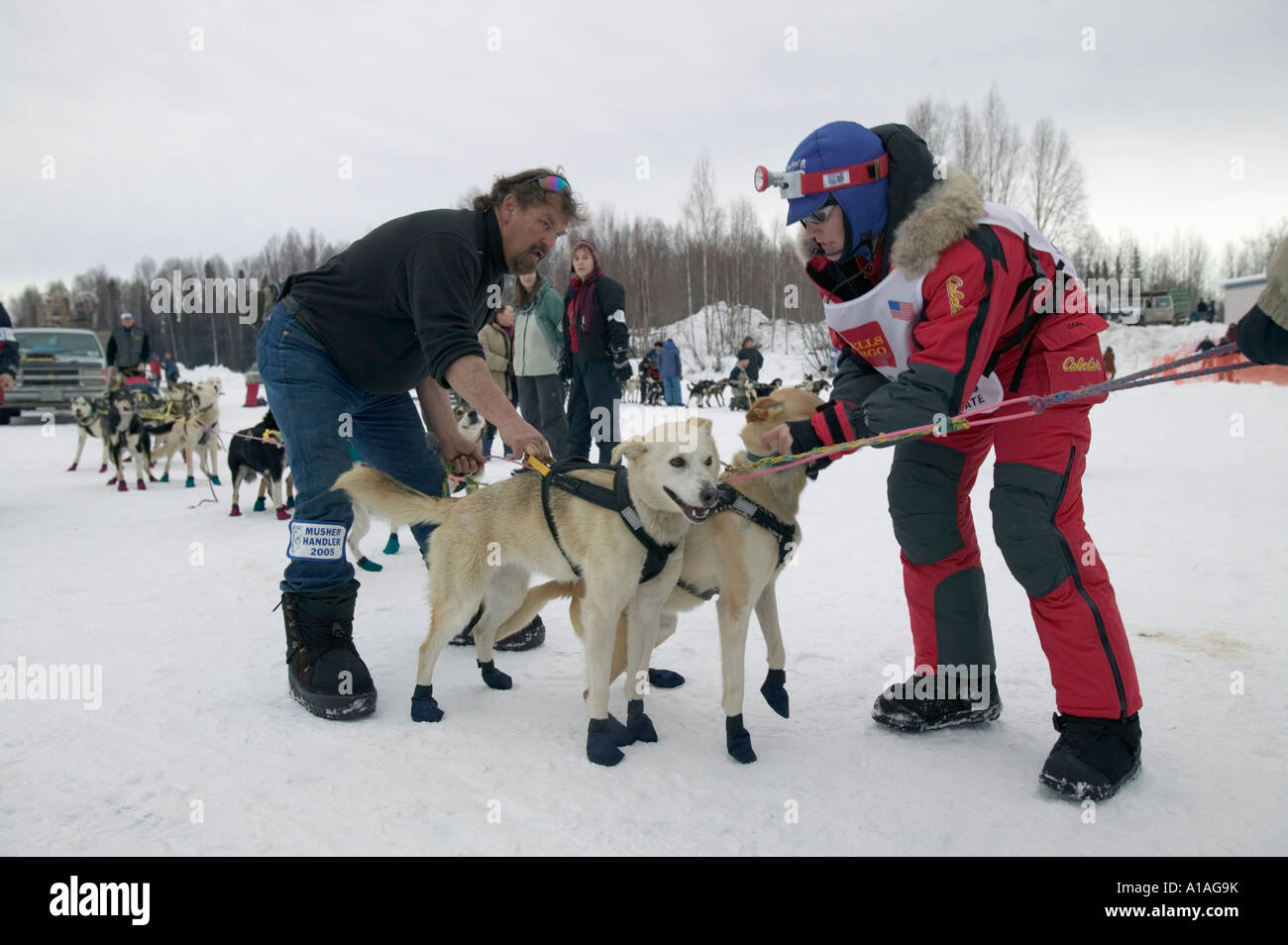 USA Alaska Willow légalement aveugle musher Rachel Scdoris avec harnais  chien luttes emmêlées Photo Stock - Alamy