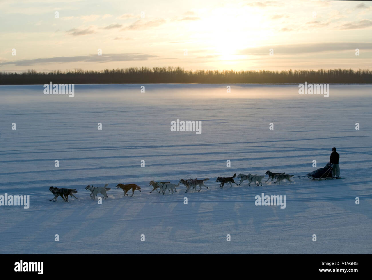 USA Alaska Anvik Musher et chiens de traineaux à Anvik checkpoint sur la neige couverts Yukon River Banque D'Images