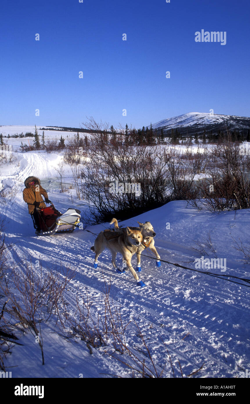 USA Alaska Musher Charlie Boulding fonce vers checkpoint à Unalakleet au cours de l'année 1994 Iditarod Sled Dog Race Banque D'Images