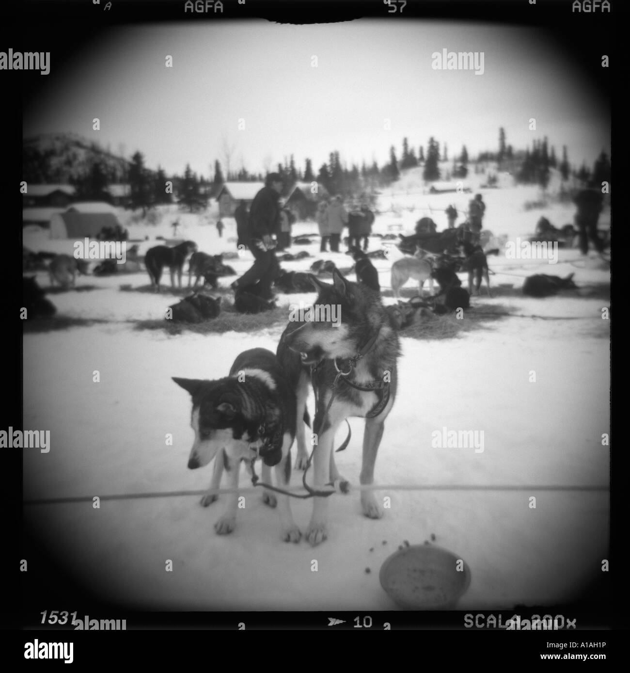 USA Alaska Pontilla floue du lac noir blanc Holga droit de chiens de traîneau reposant à Rainy Pass checkpoint Banque D'Images