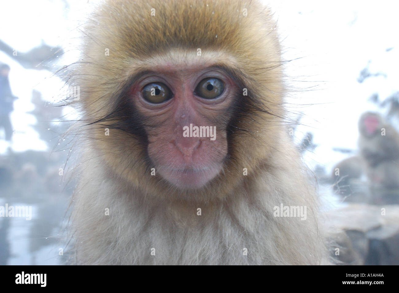 Jeune Macaque japonais close up of face Banque D'Images