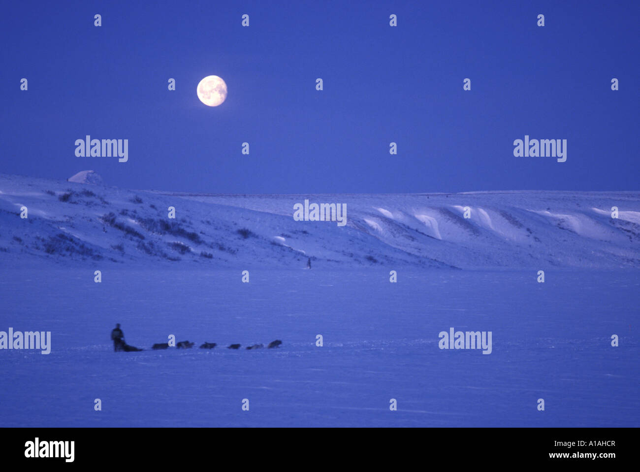 USA Alaska courses de chiens à travers le lac Summit paramétrage lune avant l'aube au cours de la vallée du Cuivre 300 Banque D'Images