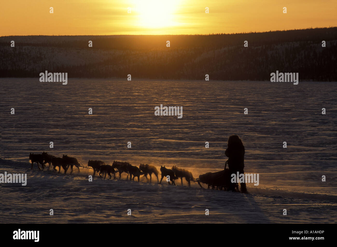 USA Alaska Musher court de par Paxson Lac au coucher du soleil au cours de la vallée du Cuivre 300 course de traîneaux à chiens Banque D'Images