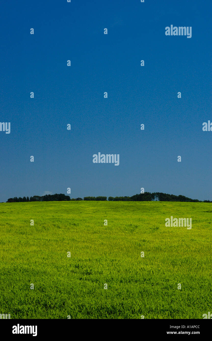 Récolte vert éclatant sous un photographe inconnu de ciel vibrant Blue Bay of Plenty Banque D'Images
