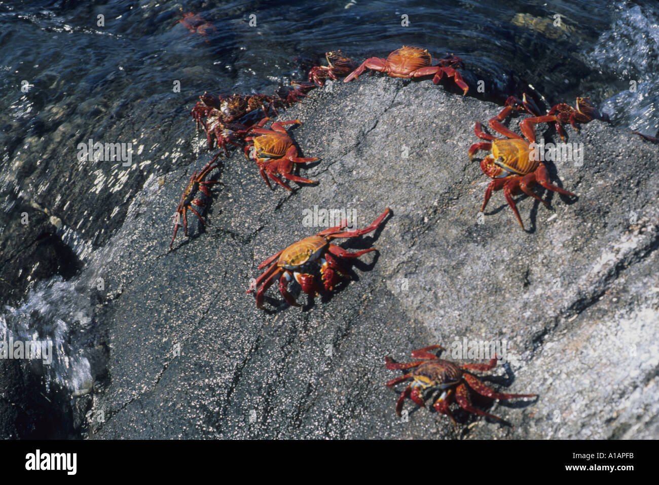 Sally light Pied crabes Grapsus grapsus Îles Galapagos dans l'Océan Pacifique Banque D'Images