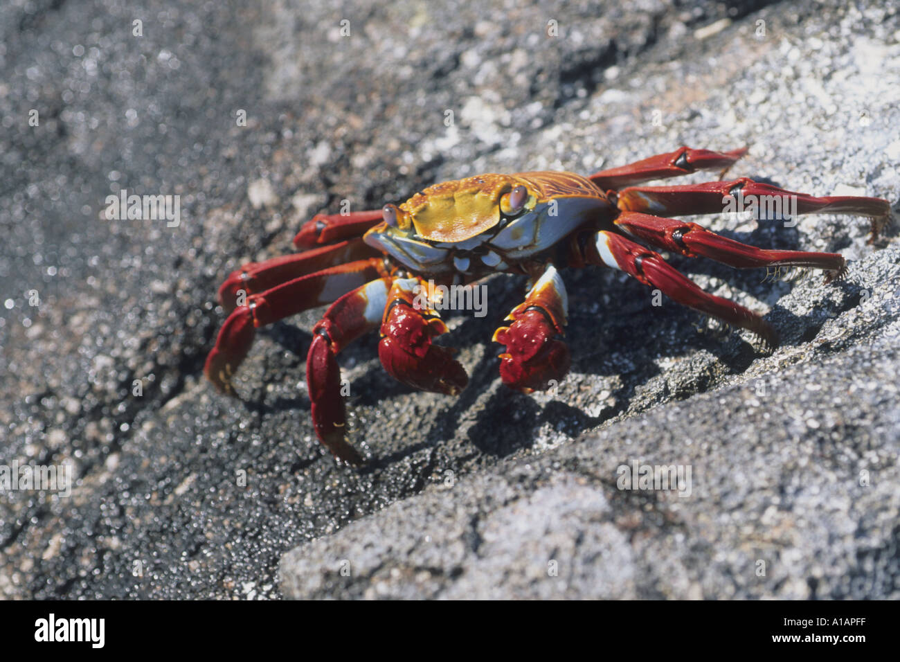 Sally light Pied en crabe Grapsus grapsus Îles Galápagos de l'Océan Pacifique Banque D'Images