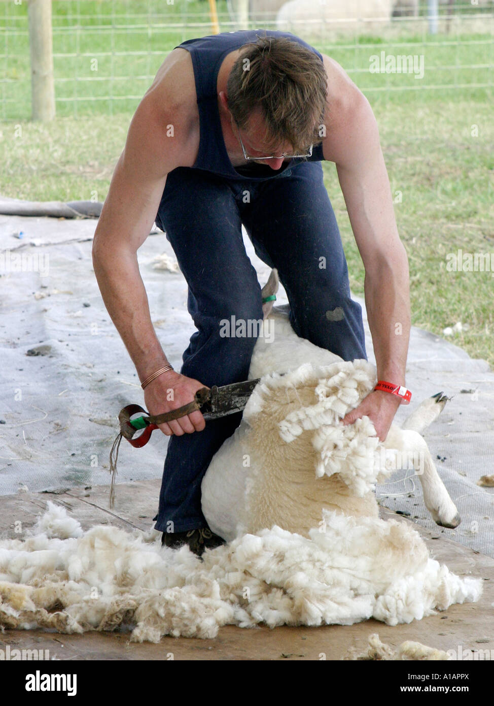 Un mouton à la main à l'aide d'un cisaillement des tondeuses à main. Banque D'Images
