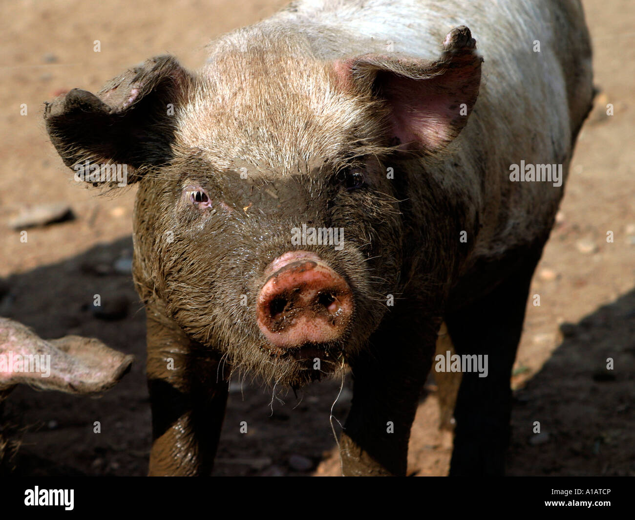 Un petit porcelet de la moitié couvert de boue. Banque D'Images