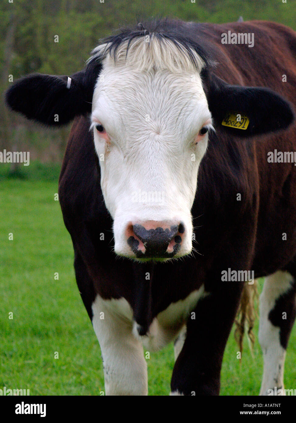 Une vache brune et blanche. Banque D'Images