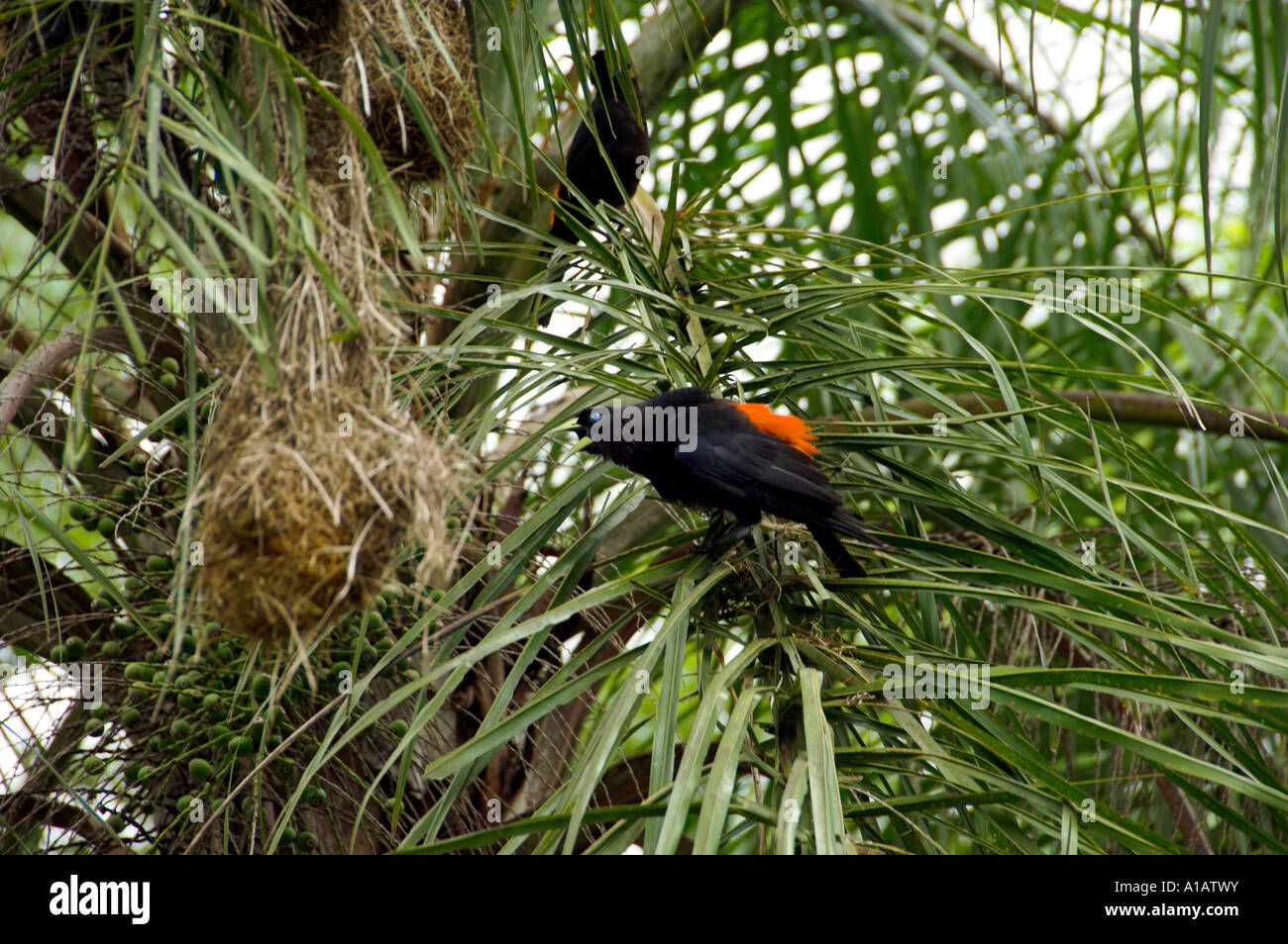 L'Boyero vacher ou à sa pendaison niche dans les palmiers Pindo près des chutes d'Iguaçu Brésil Banque D'Images