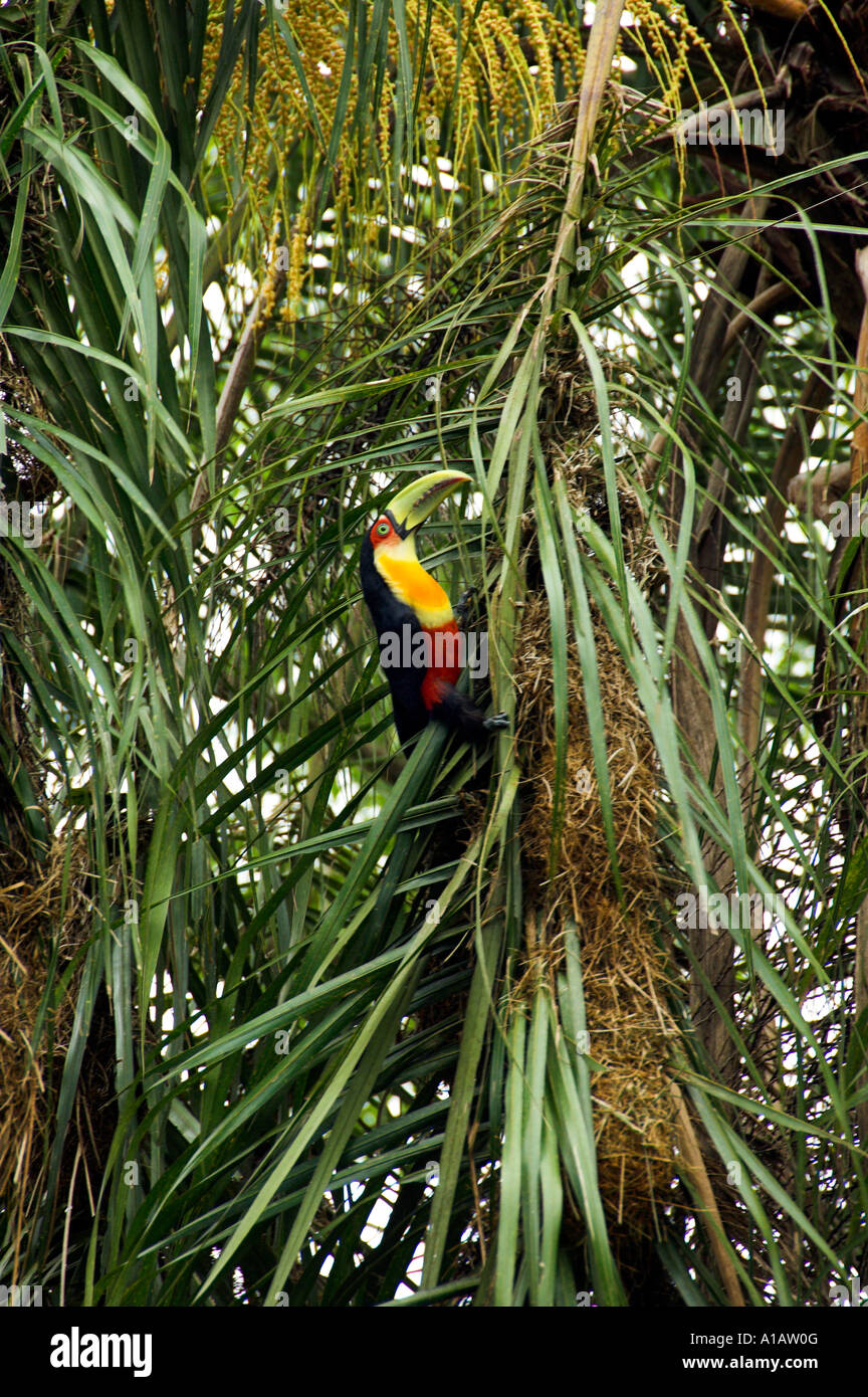 Le Toucan à la pendaison des nids de la Boyero vacher ou dans les palmiers Pindo près des chutes d'Iguaçu Brésil Banque D'Images