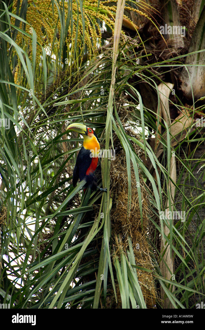 Le Toucan à la pendaison des nids de la Boyero vacher ou dans les palmiers Pindo près des chutes d'Iguaçu Brésil Banque D'Images