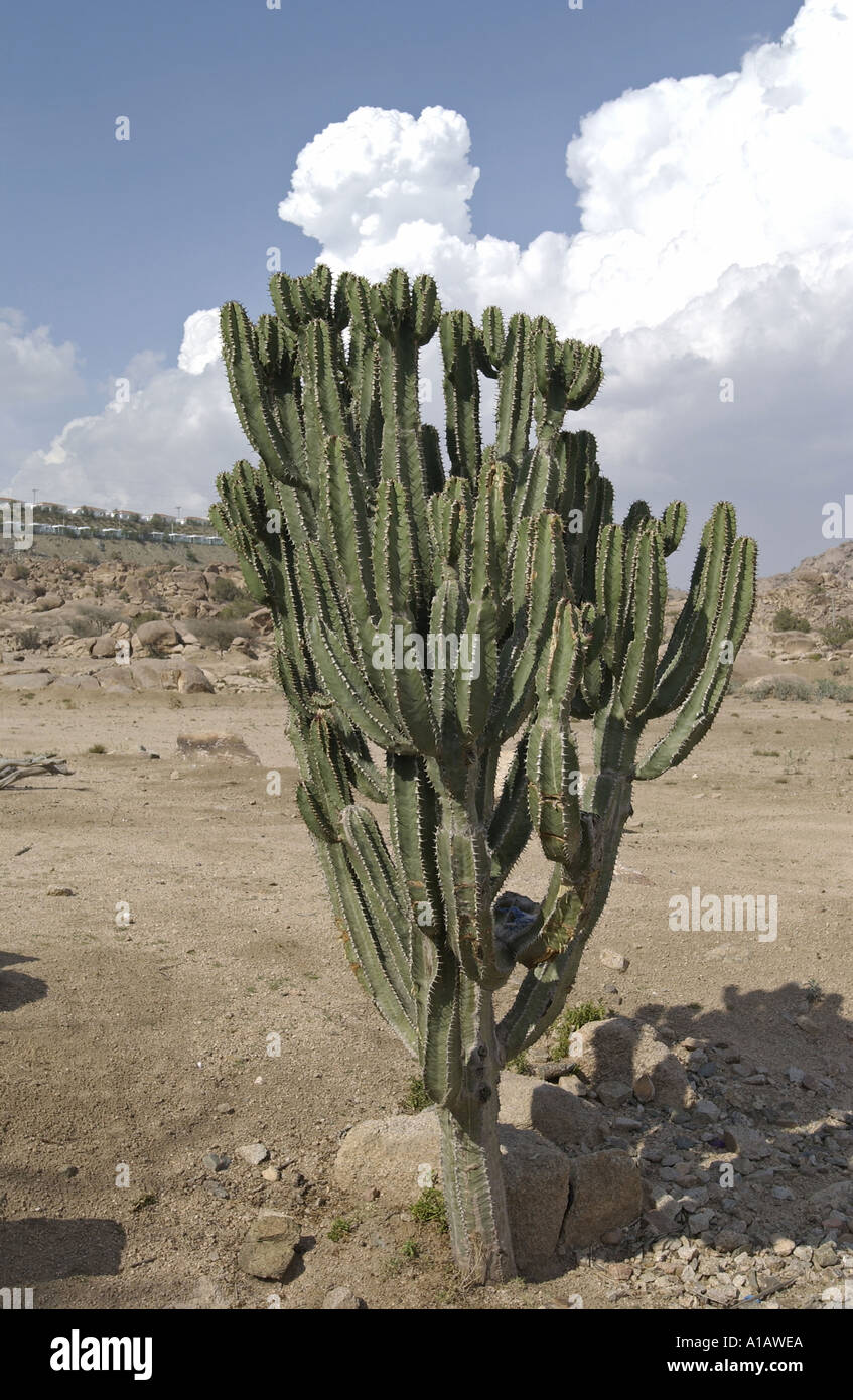 Cactus Euphorbia Sierra Moyen-Orient Arabie Saoudite Banque D ...