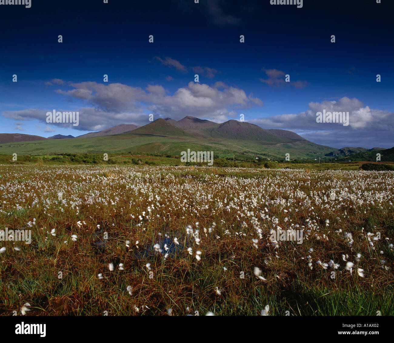 Irlande Le comté de Kerry, Glencar, champ de fleurs botanique beauté dans la nature, Banque D'Images