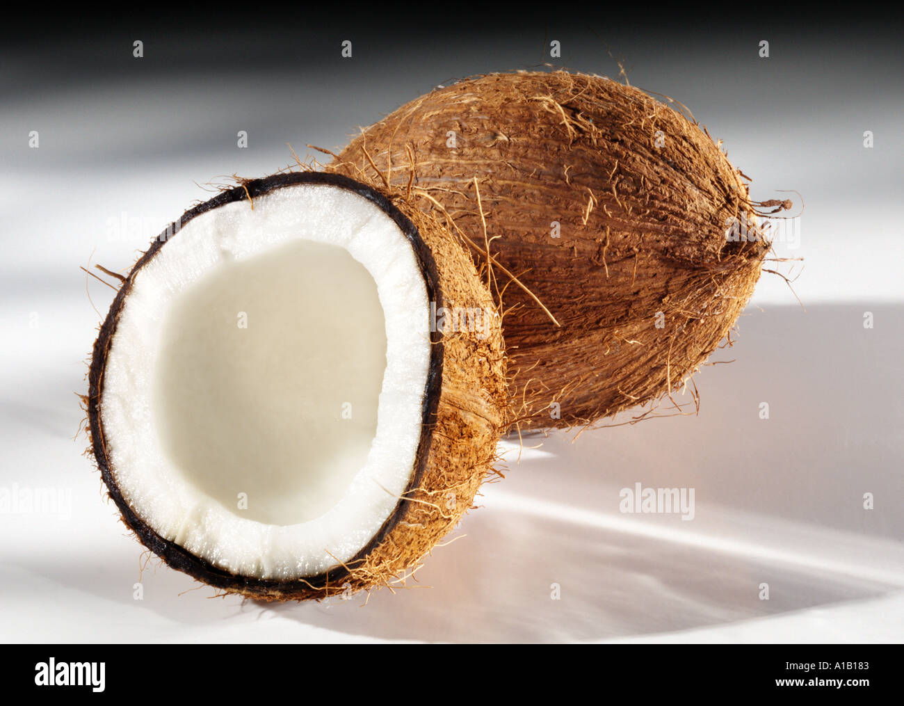 Deux cocotiers sur blanc grad Banque D'Images