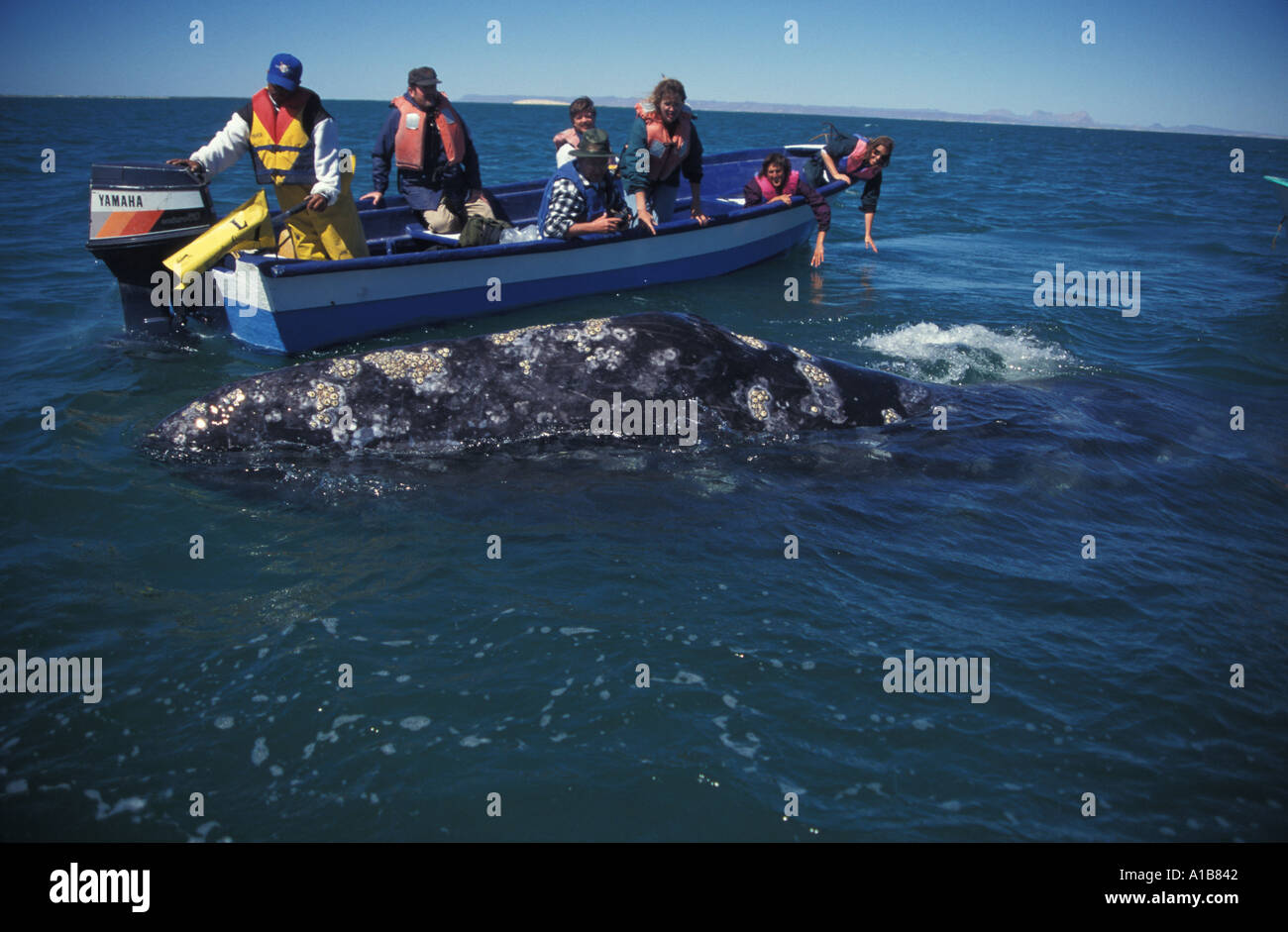 Lu43. Baleine grise Baleine grise Eschrichtius robustus BAJA MEXIQUE OCÉAN PACIFIQUE COPYRIGHT MELISSA COLE Banque D'Images