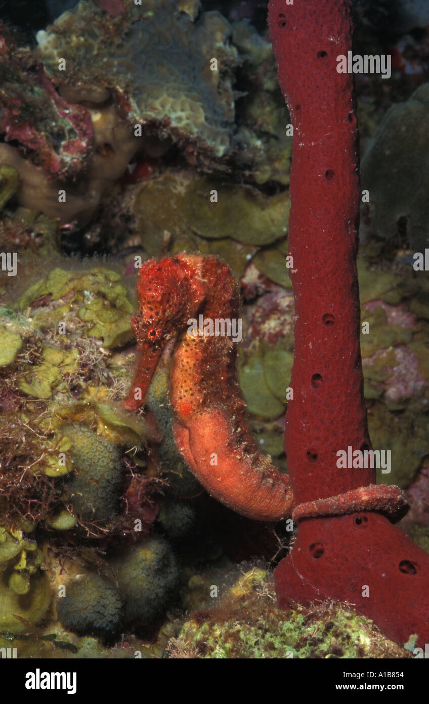 LONGSNOUT SEAHORSE Hippocampus reidi caraïbes. Photo Copyright Brandon Cole Banque D'Images