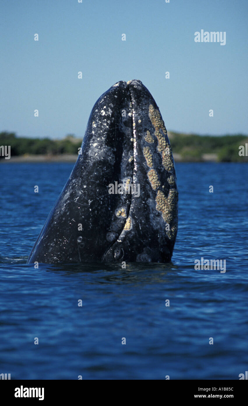 Baleine grise Baleine grise Eschrichtius robustus Baja au Mexique de l'océan Pacifique. Photo Copyright Brandon Cole Banque D'Images