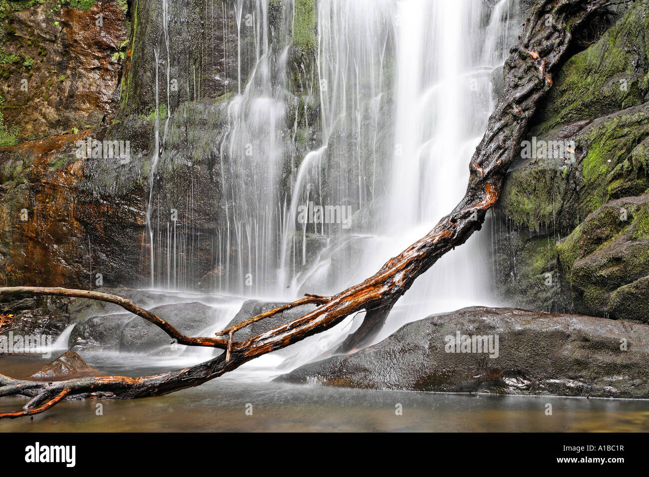 Torc Waterfall de la rivière owengarriff, Killarney, iveragh, Irlande Banque D'Images