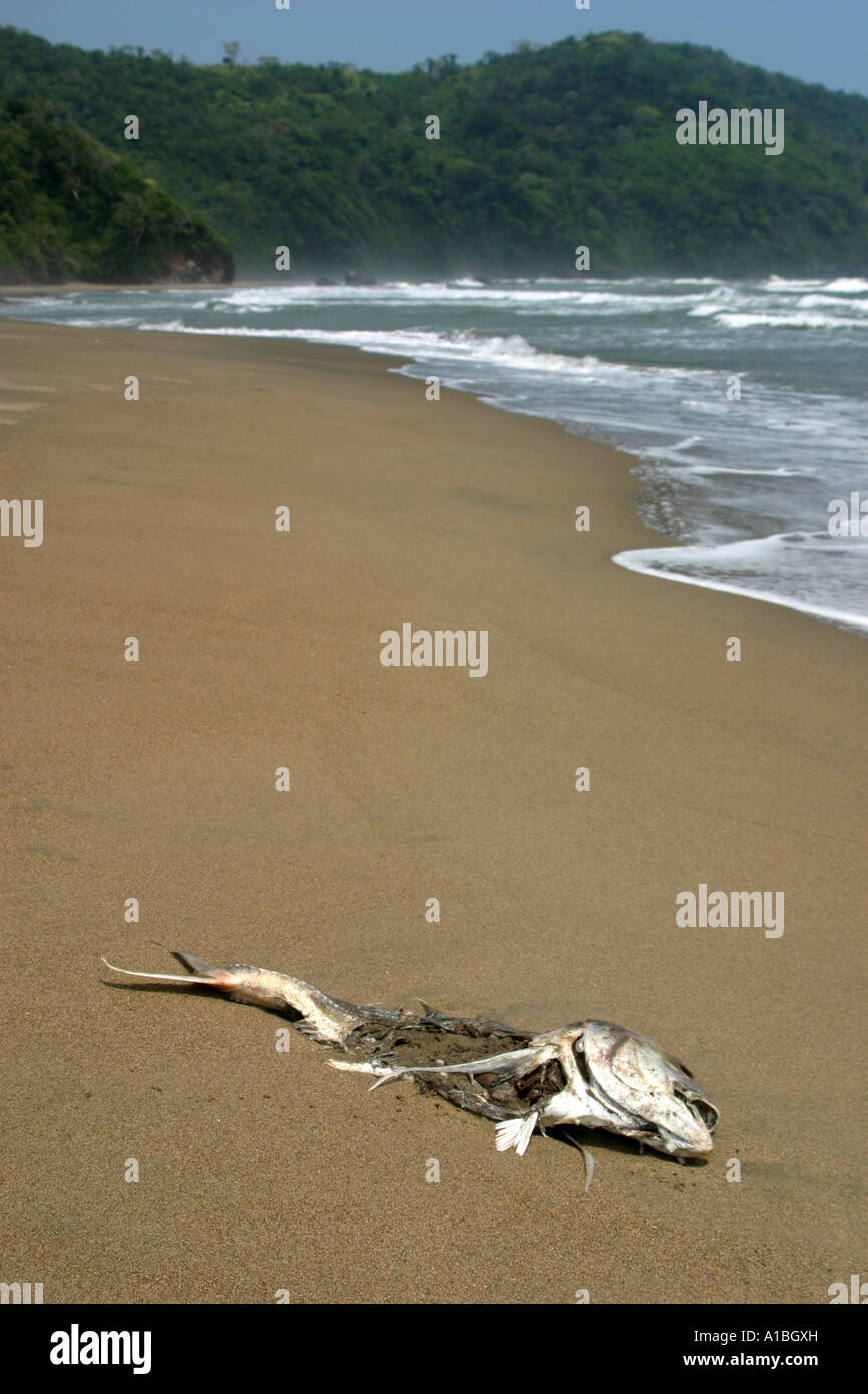 Charogne un poisson mort sur la plage du golfe du Mexique, Veracruz, Mexique. Banque D'Images