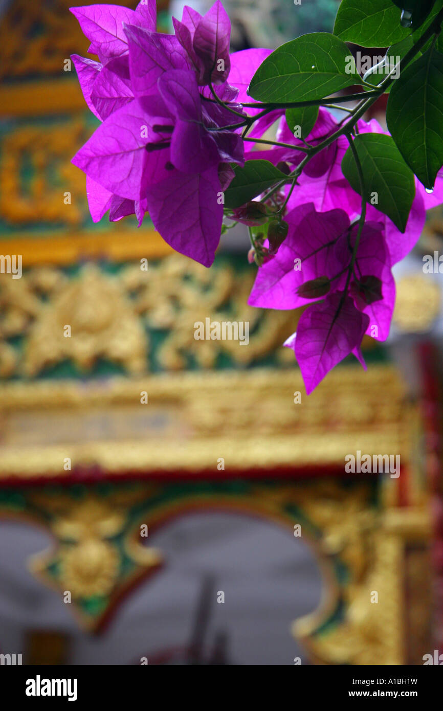 Une fleur contre les murs dorés reflète de Wat Prathat Doi Suthep près de Chiang Mai, Thaïlande. Banque D'Images