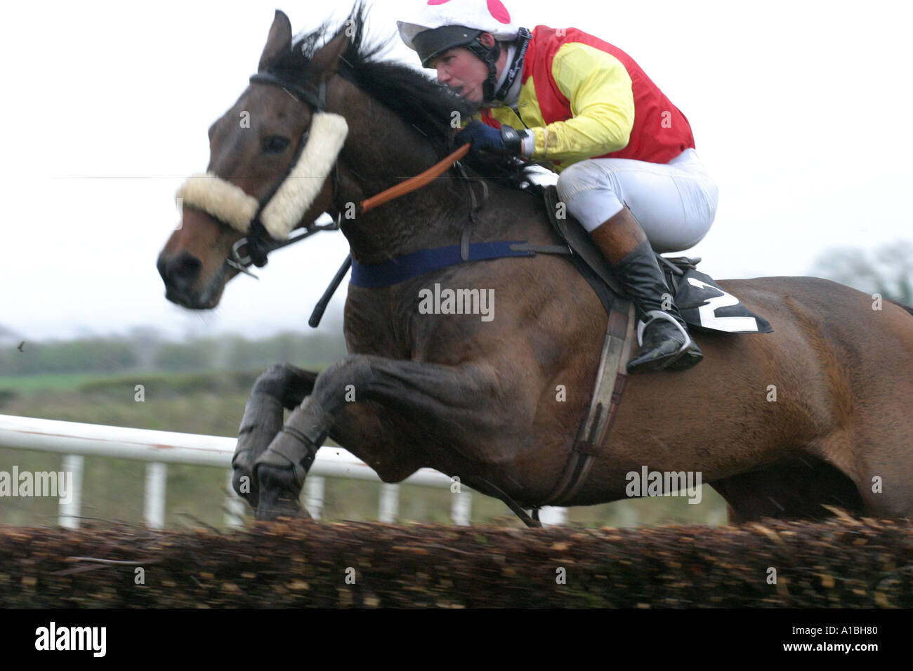 Cheval et jockey sauter par-dessus une clôture à Maralin Point à Point près de Moira le comté de Down en Irlande du Nord Banque D'Images