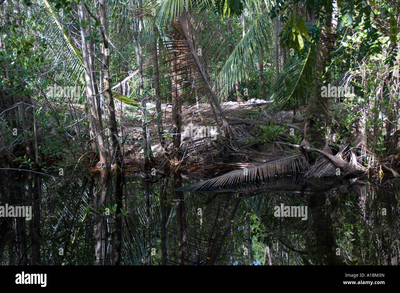 La Barbade Graeme Hall swamp près de St Lawrence au bord de la mangrove Banque D'Images