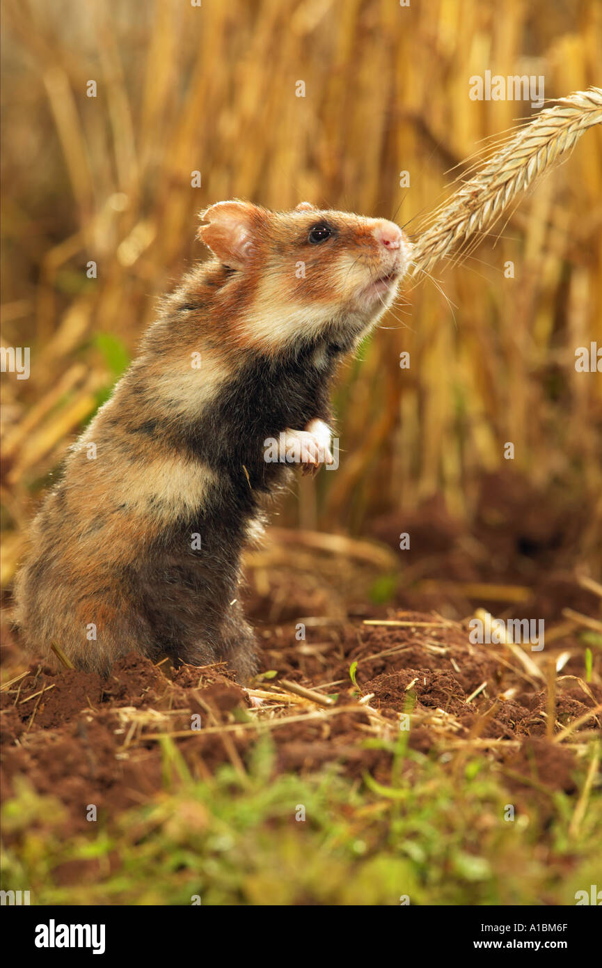 Grand hamster hamster à ventre noir à spike / Cricetus cricetus Banque D'Images