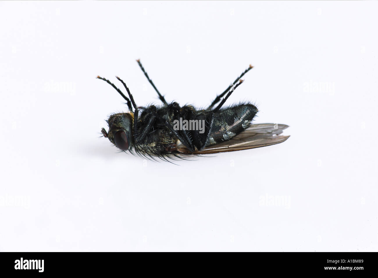 Cut out : house fly - allongé sur le dos / Musca domestica Banque D'Images