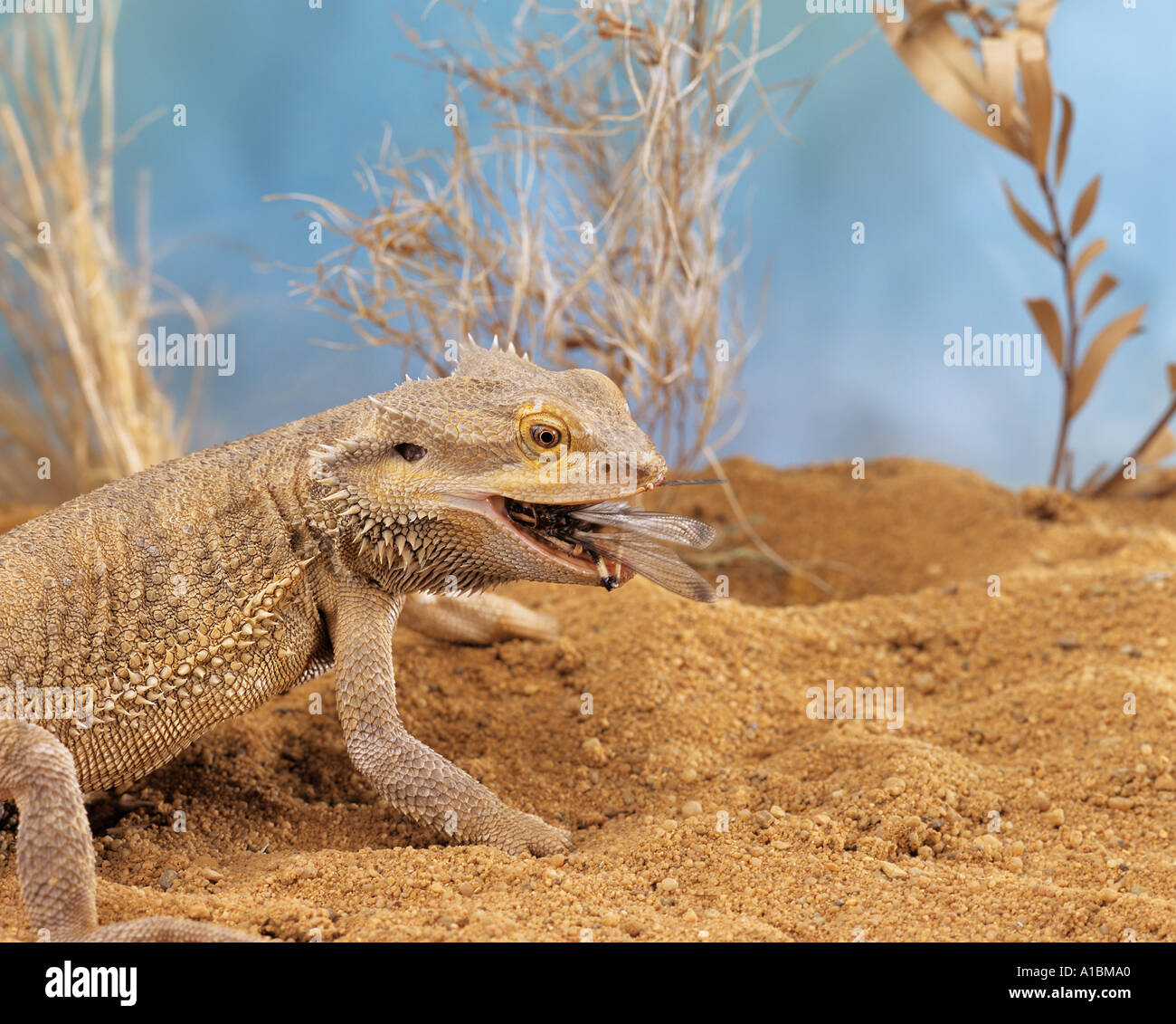 Dragon de l'est (Amphibolore vitticeps, Amphibolore barbatus, Pogona barbatus) manger la sauterelle Banque D'Images