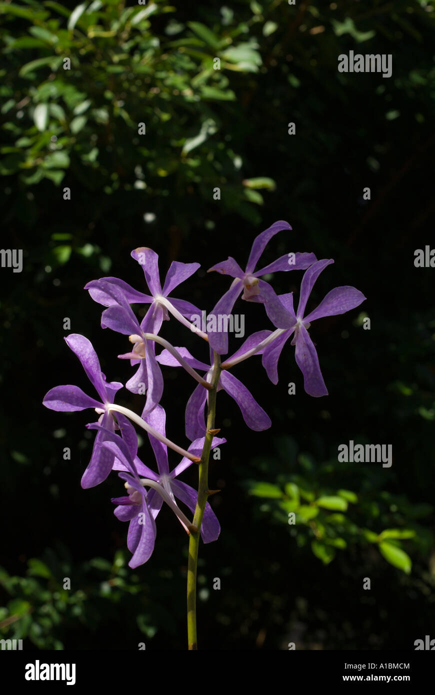 La Barbade Monde Orchidée orchidées Aranda Bleu Noorah Banque D'Images