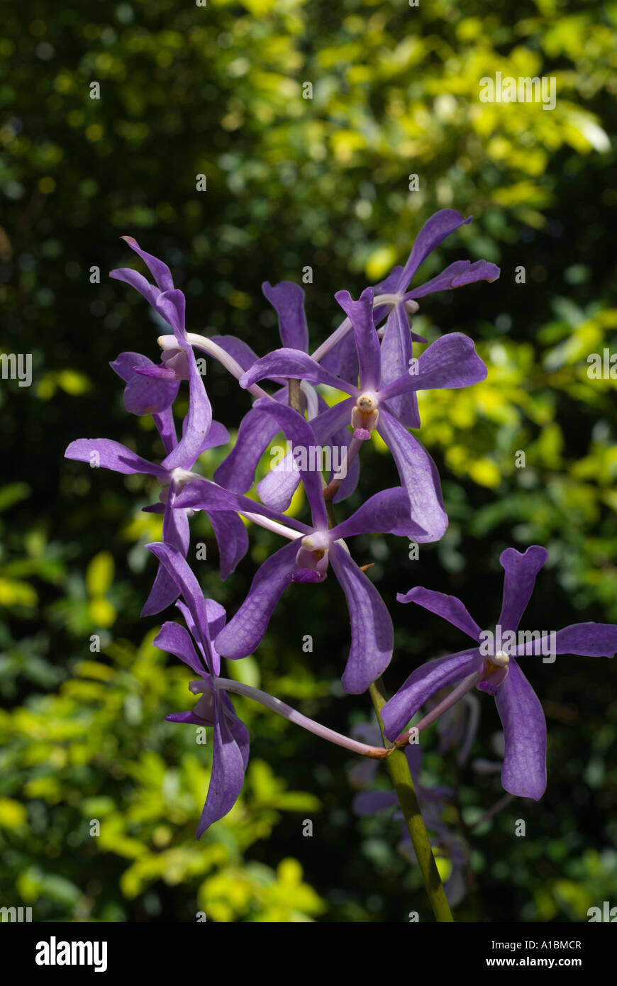 La Barbade Monde Orchidée orchidées Aranda Bleu Noorah Banque D'Images