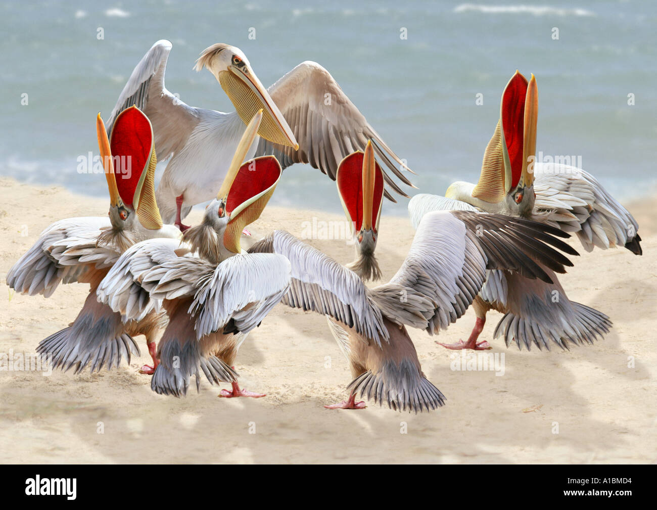 Pelican choir avec maître / Pelecanidae Banque D'Images