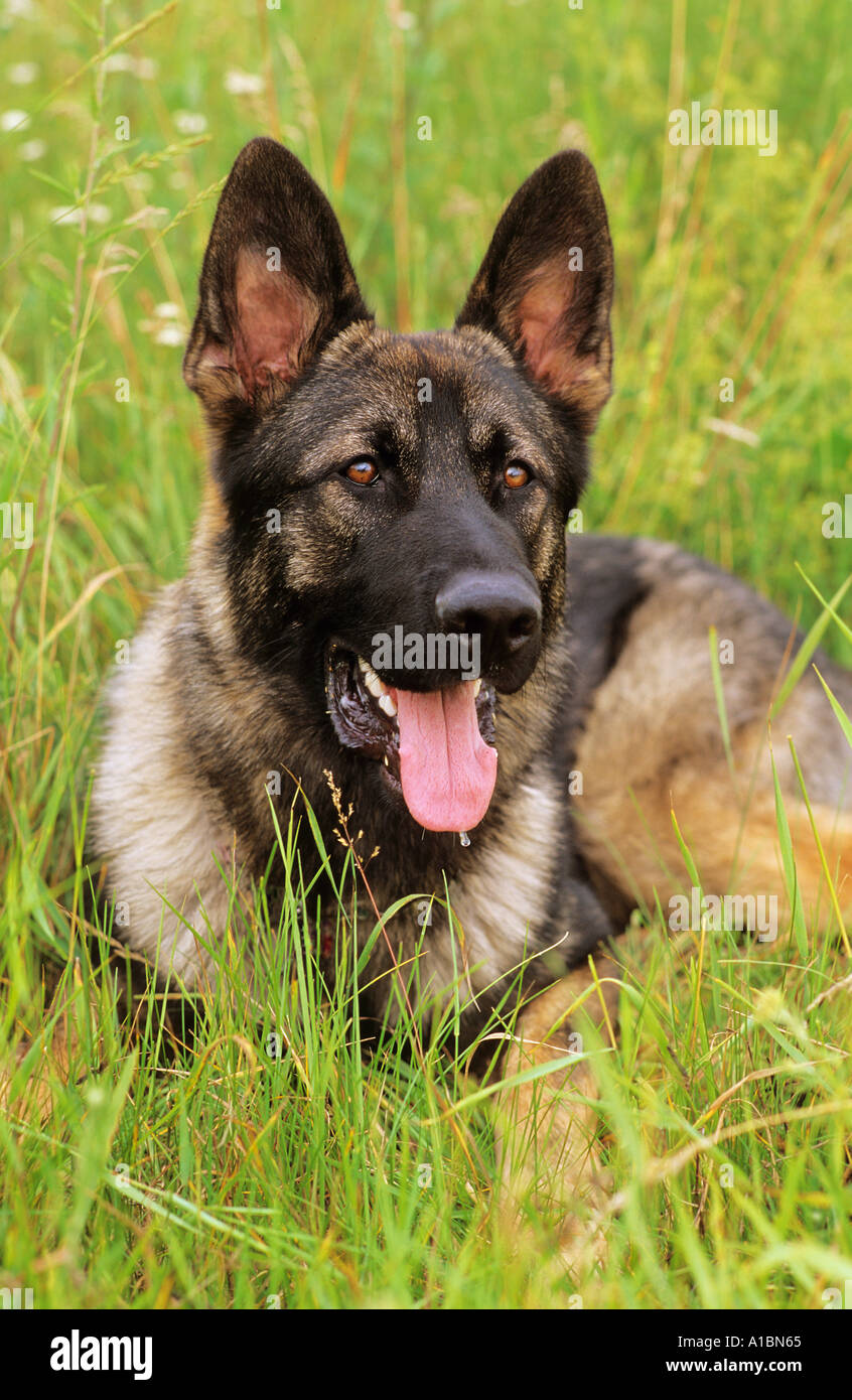 Berger Allemand - lying on meadow Banque D'Images