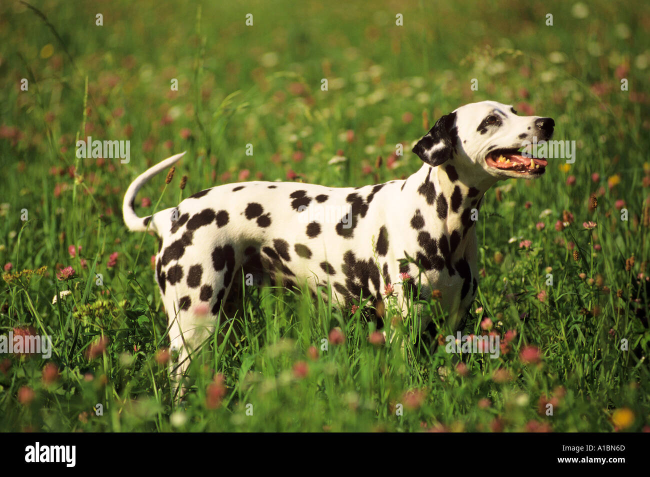 Dalmatien (Canis lupus familiaris) debout dans un pré. Allemagne Banque D'Images