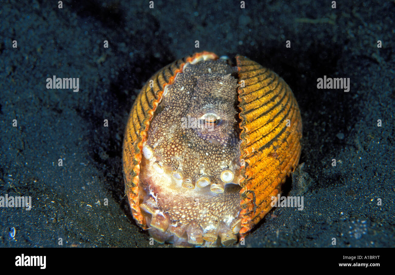 Le poulpe se cachant dans un shell Sulawesi Indonésie Octopus marginatus Banque D'Images