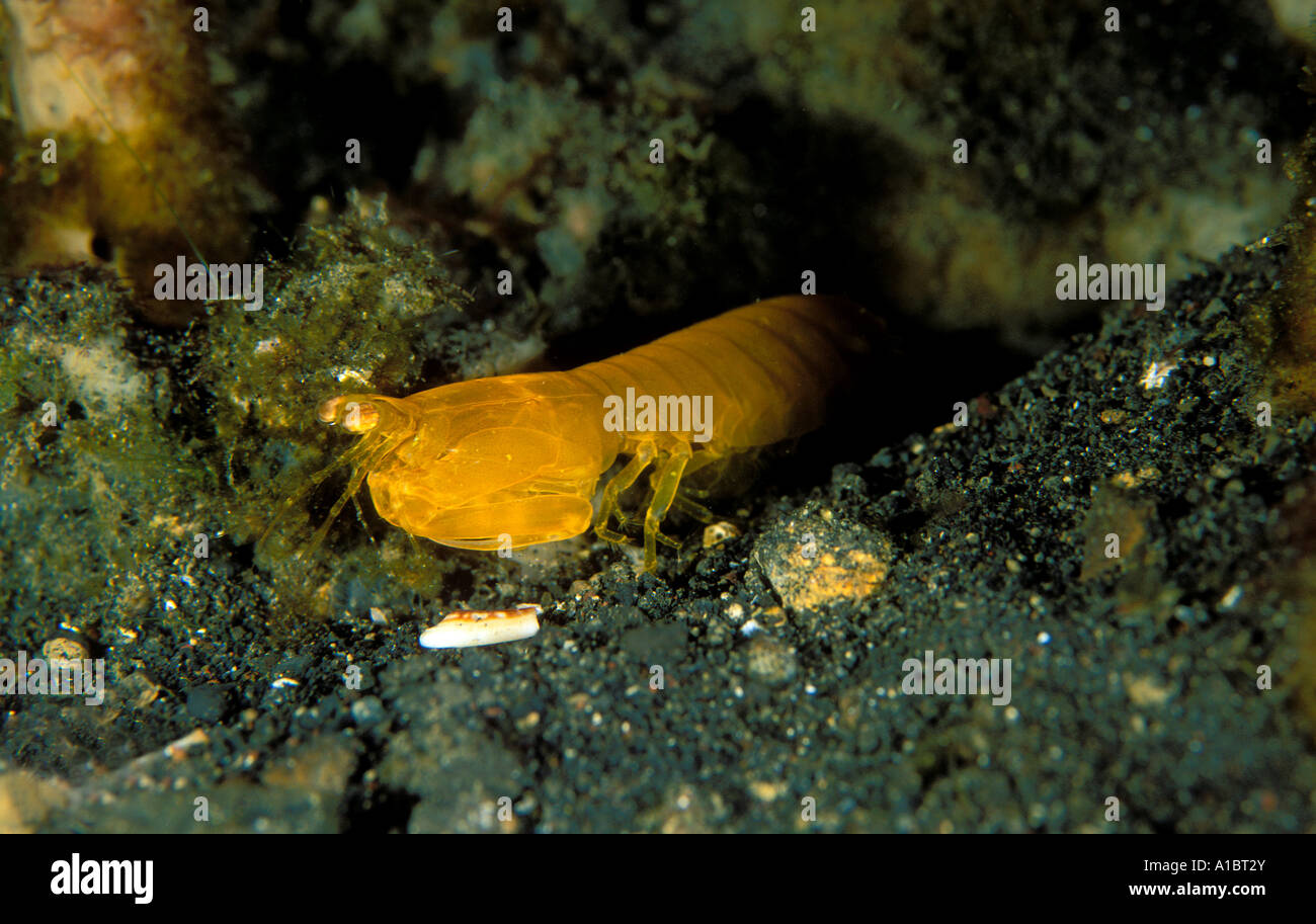 Distosquilla crevette Mantis miles Sulawesi Indonésie Banque D'Images