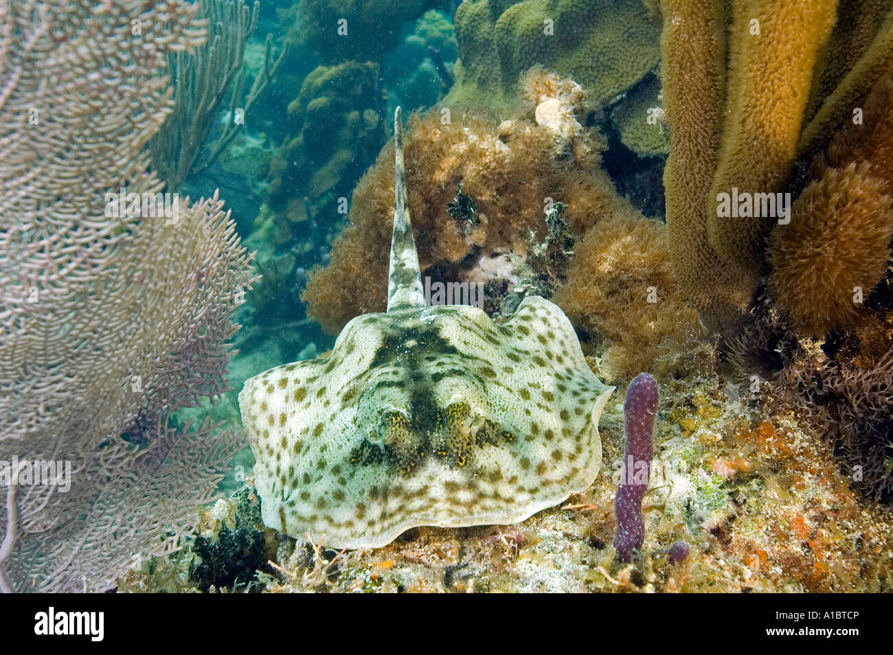 Stingray jaune Urolophus jamaicensis Tobacco Cay Belize Banque D'Images