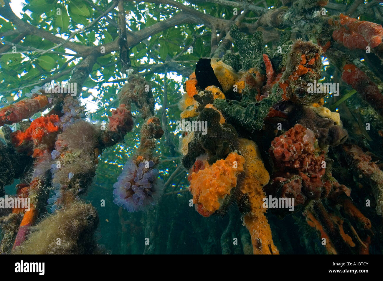 Scène sous-marine de racines de mangroves couvertes d'invertébrés colorés Tobacco Cay Belize Banque D'Images