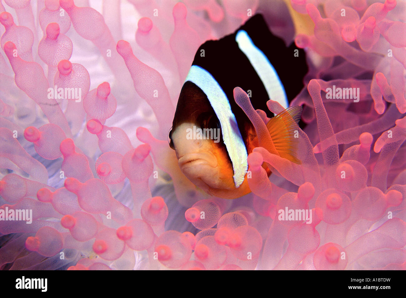 Clark poisson clown Amphiprion clarkii dans une anémone blanchie Malaisie Banque D'Images