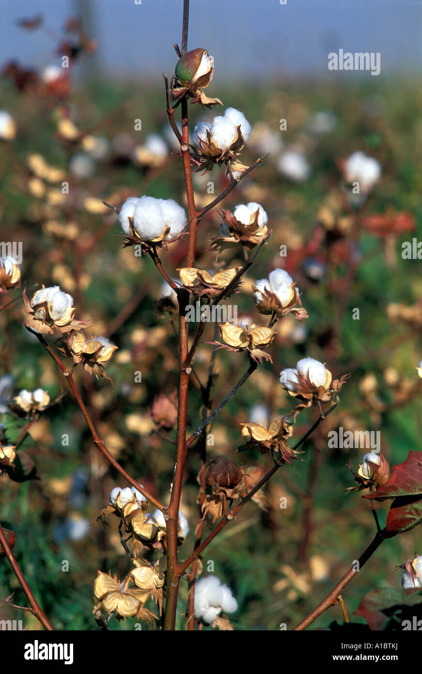 La maturité des plants de coton Adana Turquie Banque D'Images