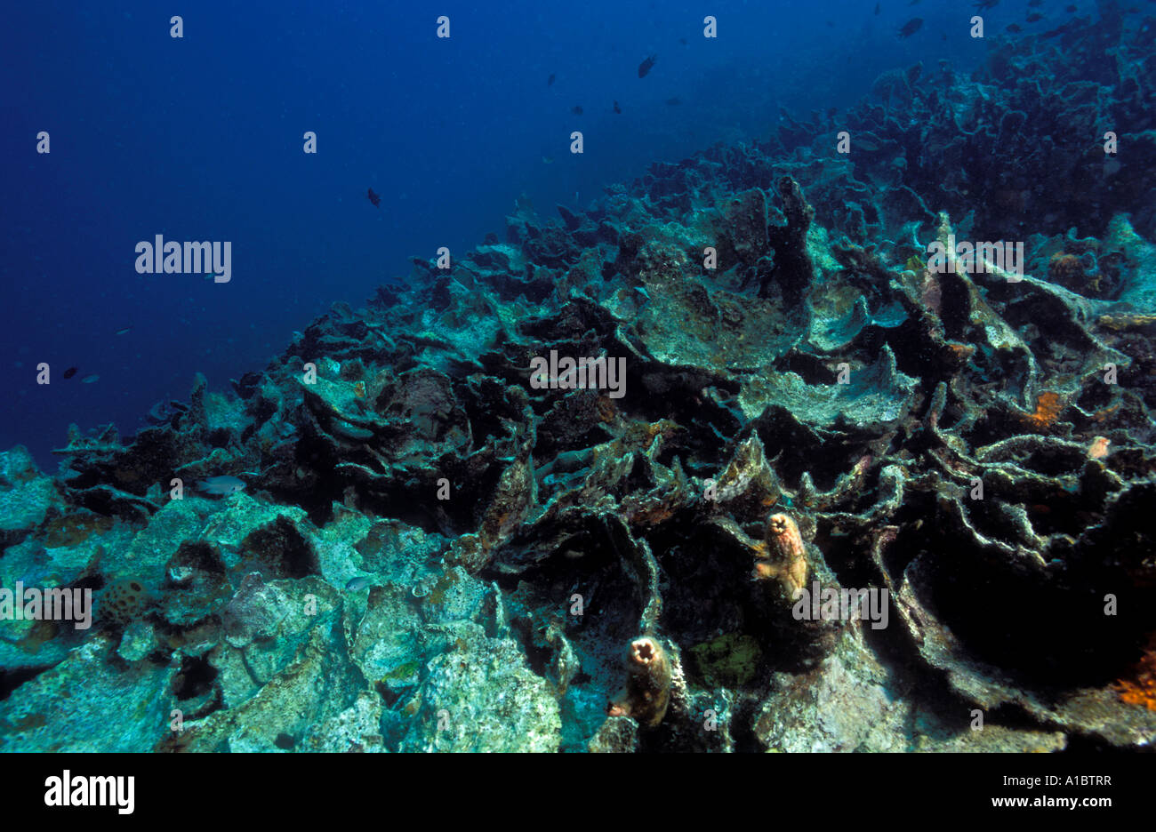 Le blanchiment des coraux morts après de graves en raison d'El Nino l'Île Coron Philippines Banque D'Images